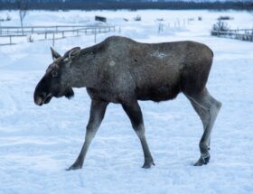 Älg i vinterlandskap